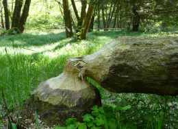 Naturerlebnistag für Kinder