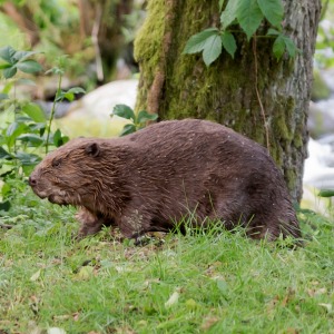 Naturfotografie