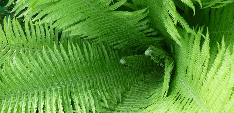 Natur Photographie in Untermurnthal in Urlaub in Bayern im Oberpfaelzer Wald