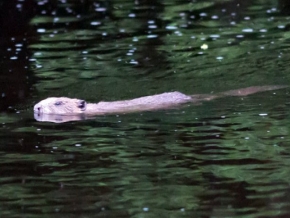 Biber im Wasser